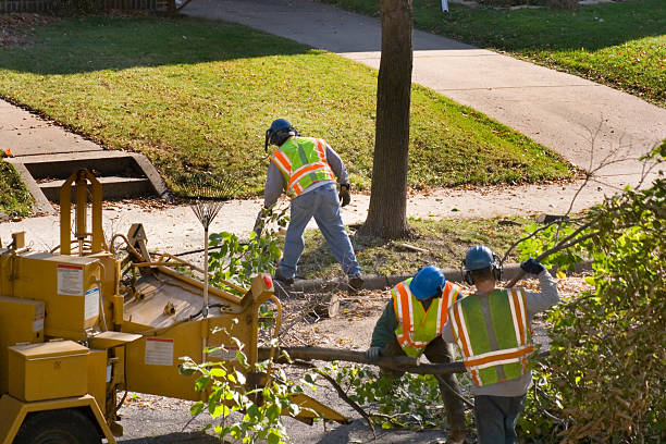 Professional Tree Services in Laurel, DE