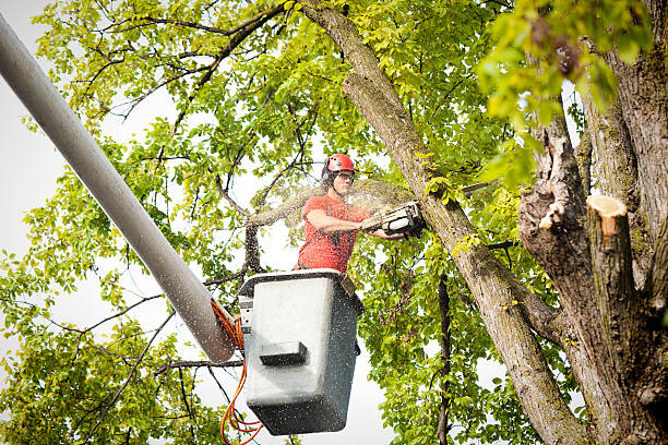 How Our Tree Care Process Works  in Laurel, DE