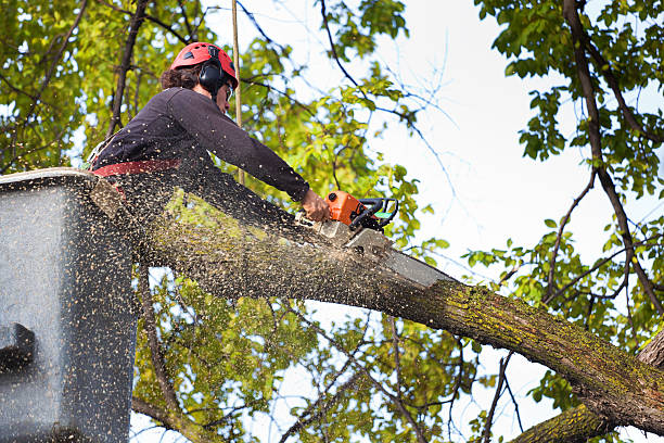 Best Tree Mulching  in Laurel, DE